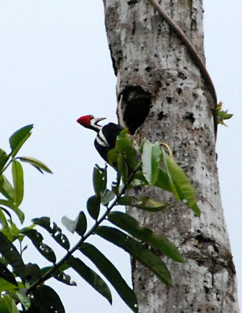 Photo (12): Crimson-crested Woodpecker