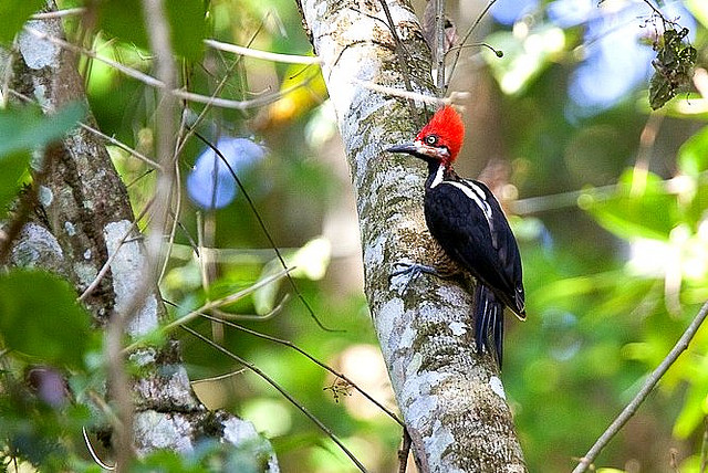 Photo (15): Crimson-crested Woodpecker