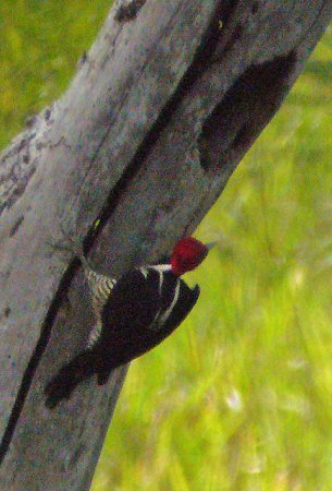 Photo (16): Crimson-crested Woodpecker