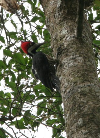 Photo (14): Crimson-crested Woodpecker