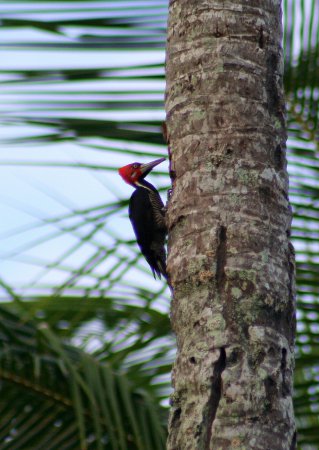 Photo (6): Crimson-crested Woodpecker