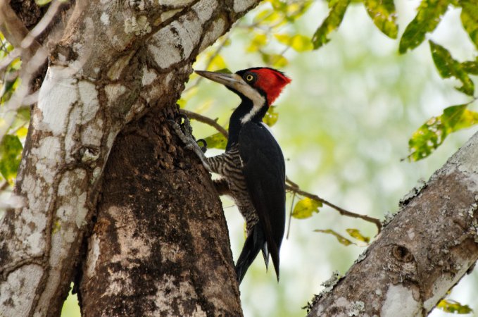Photo (7): Crimson-crested Woodpecker