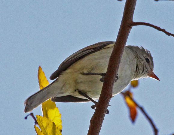 Photo (8): Northern Beardless-Tyrannulet