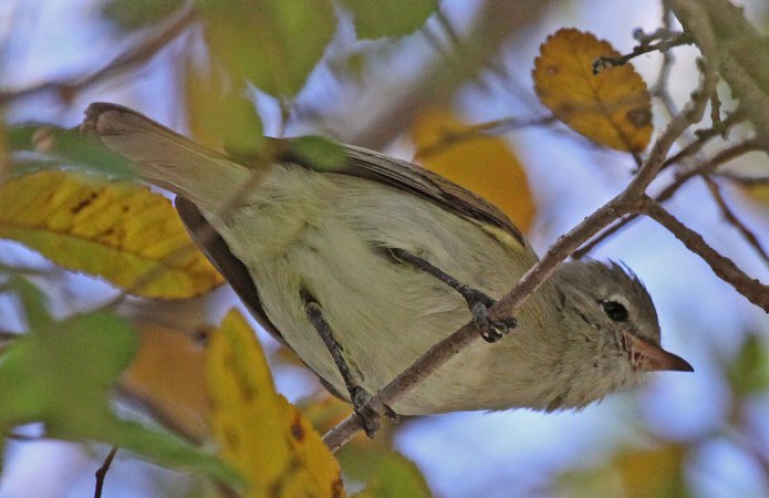 Photo (9): Northern Beardless-Tyrannulet