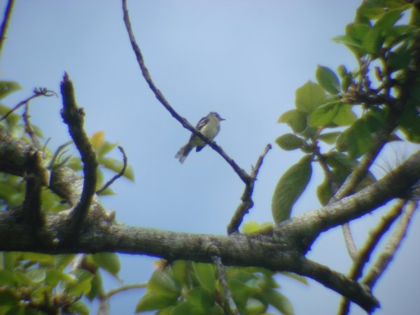 Photo (1): Southern Beardless-Tyrannulet