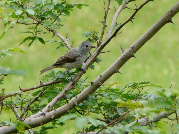 Photo (3): Southern Beardless-Tyrannulet