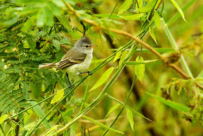 Photo (5): Southern Beardless-Tyrannulet