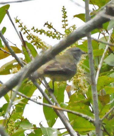 Photo (10): Southern Beardless-Tyrannulet
