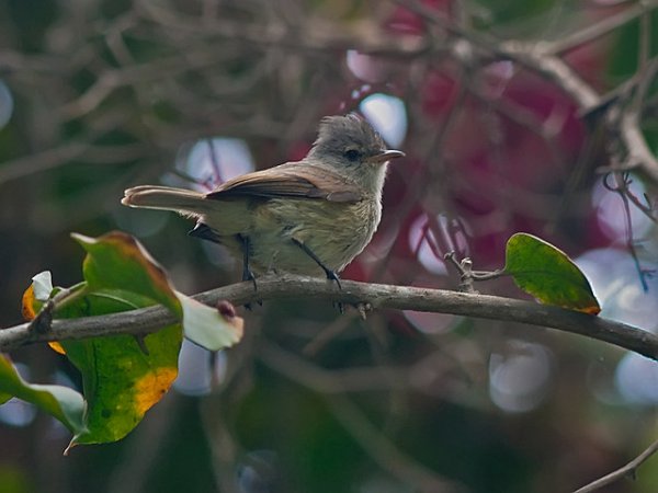Photo (2): Southern Beardless-Tyrannulet