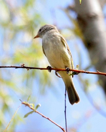 Photo (4): Southern Beardless-Tyrannulet