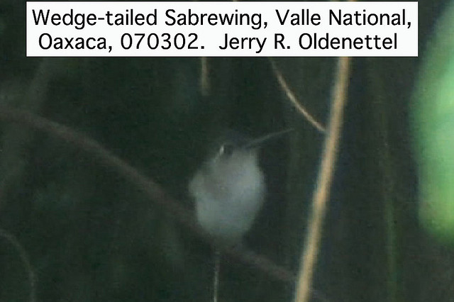 Photo (4): Wedge-tailed Sabrewing
