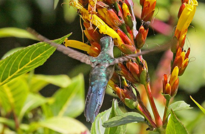 Photo (8): Wedge-tailed Sabrewing