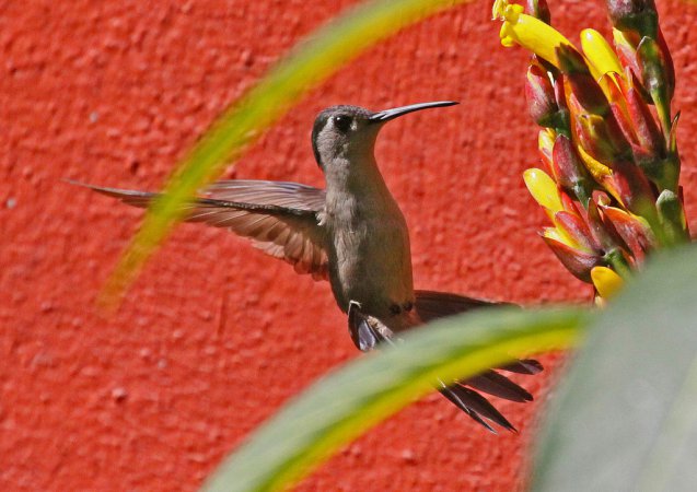 Photo (5): Wedge-tailed Sabrewing