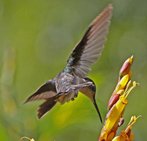 Photo (7): Wedge-tailed Sabrewing