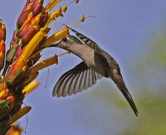 Photo (6): Wedge-tailed Sabrewing