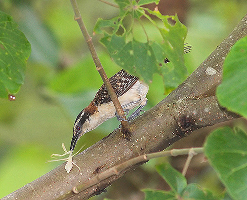 Photo (17): Rufous-naped Wren