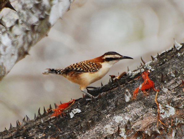 Photo (16): Rufous-naped Wren