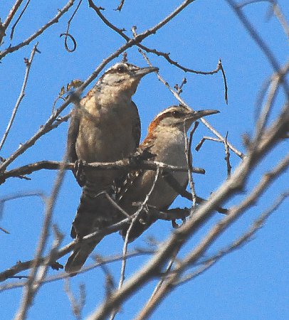Photo (13): Rufous-naped Wren