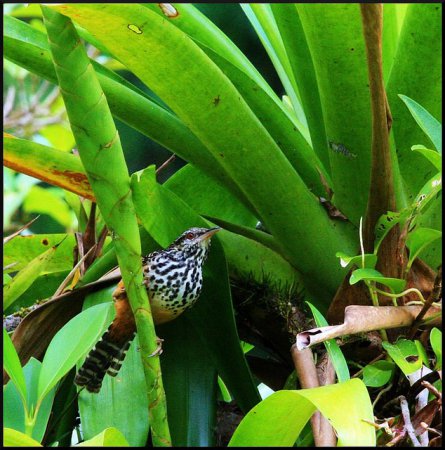 Photo (3): Band-backed Wren