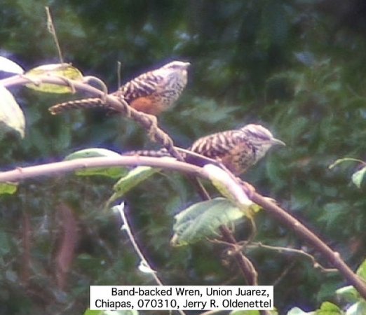 Photo (4): Band-backed Wren
