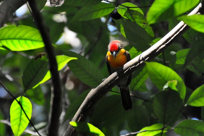 Photo (1): Scarlet-crowned Barbet