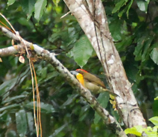 Photo (3): Scarlet-crowned Barbet