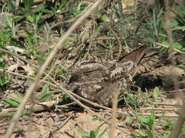 Photo (1): Little Nightjar