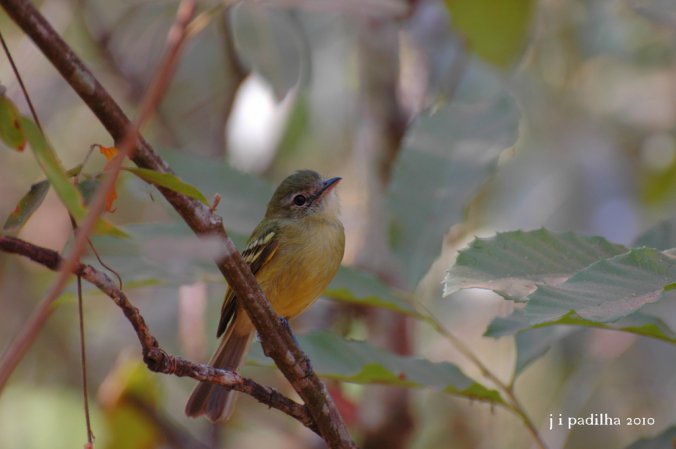 Photo (2): Yellow Tyrannulet