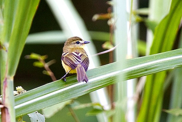 Photo (4): Yellow Tyrannulet