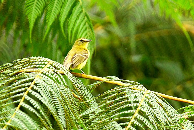 Photo (1): Yellow Tyrannulet