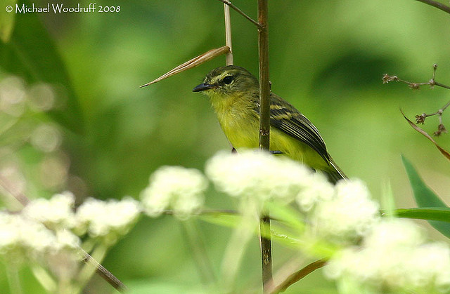 Photo (3): Yellow Tyrannulet