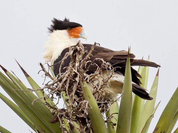 Photo (23): Crested Caracara