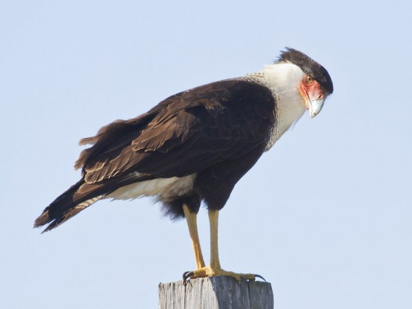 Photo (22): Crested Caracara