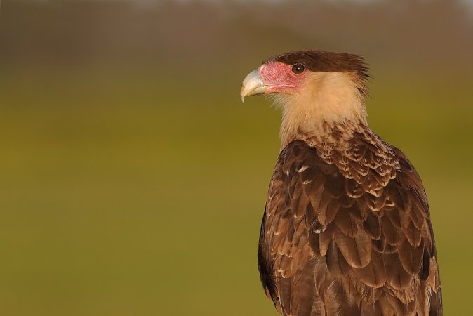 Photo (16): Crested Caracara