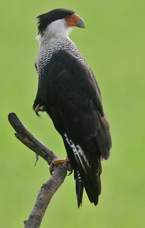 Photo (17): Crested Caracara