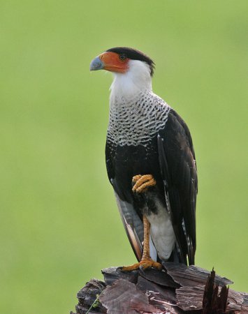 Photo (15): Crested Caracara