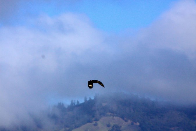 Photo (14): Crested Caracara
