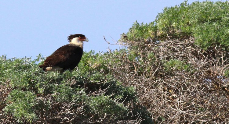 Photo (12): Crested Caracara