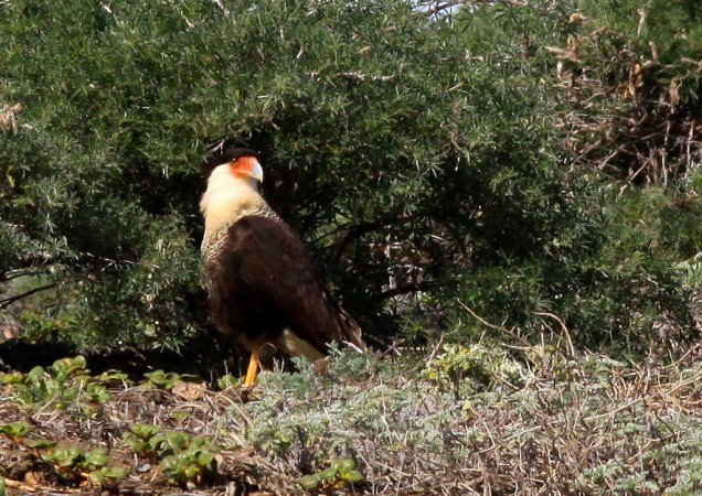 Photo (10): Crested Caracara