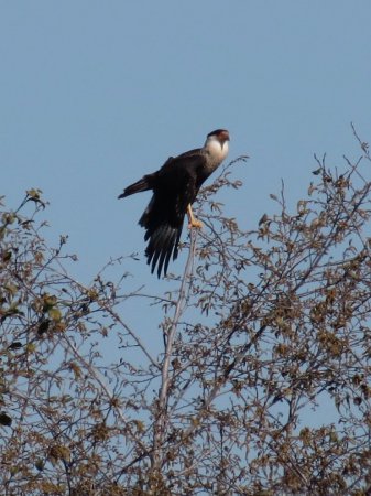 Photo (11): Crested Caracara