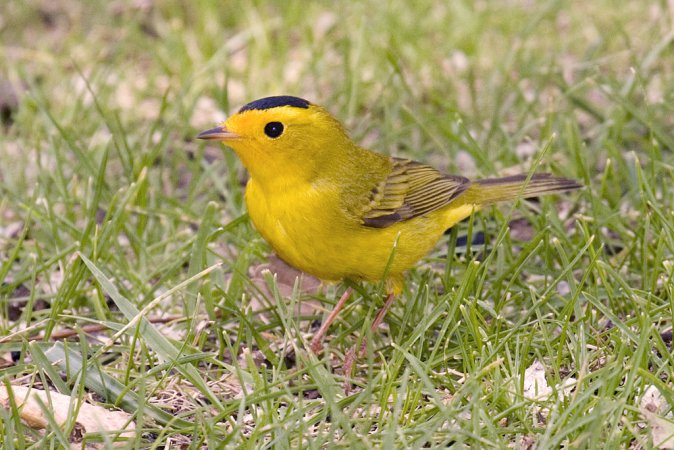 Photo (7): Wilson's Warbler