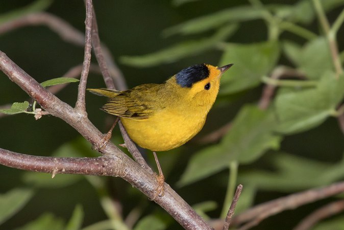 Photo (25): Wilson's Warbler