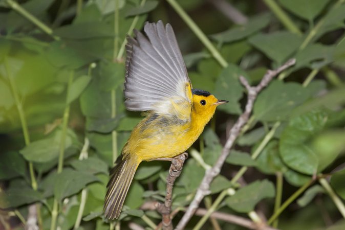 Photo (19): Wilson's Warbler