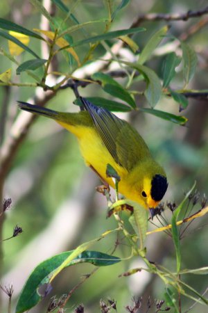 Photo (21): Wilson's Warbler