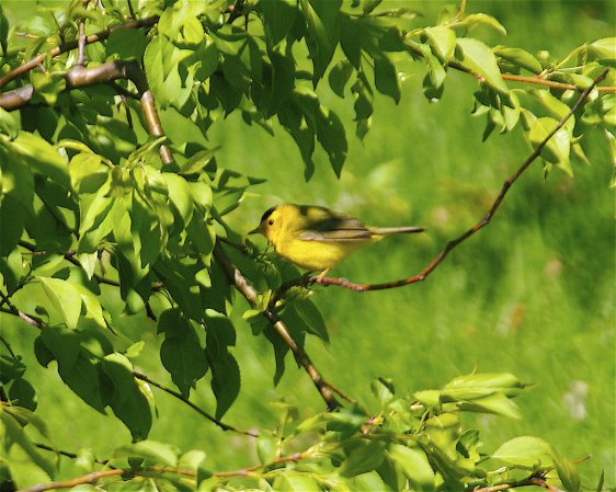 Photo (26): Wilson's Warbler