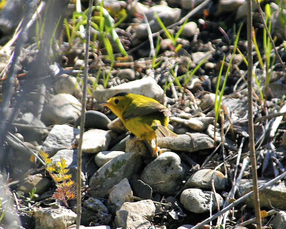 Photo (22): Wilson's Warbler