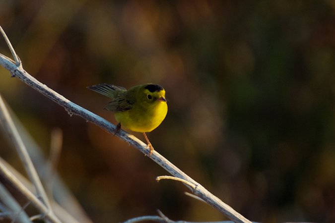Photo (11): Wilson's Warbler