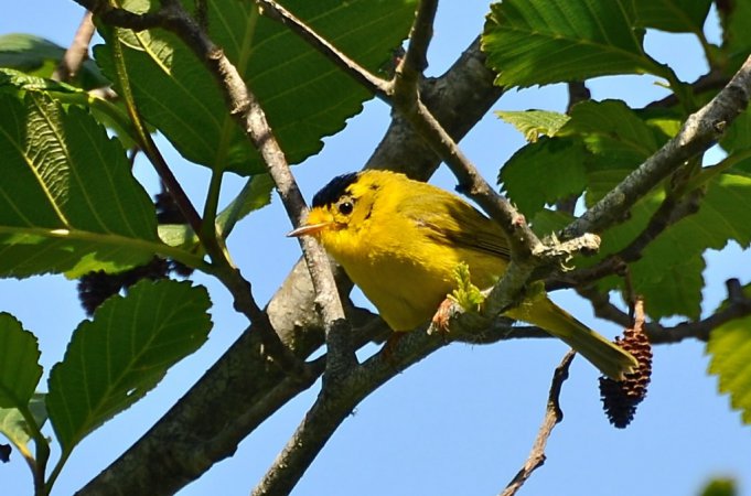 Photo (27): Wilson's Warbler