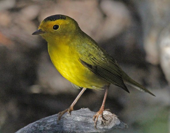 Photo (24): Wilson's Warbler