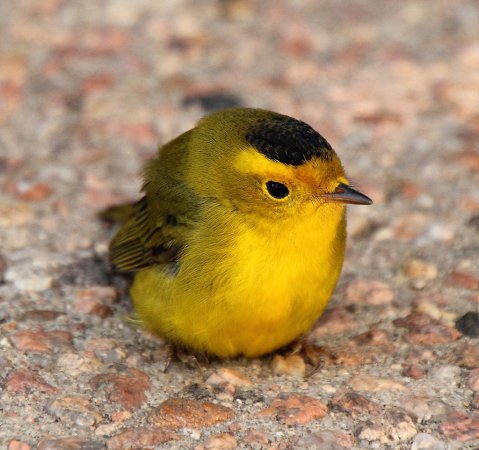 Photo (8): Wilson's Warbler